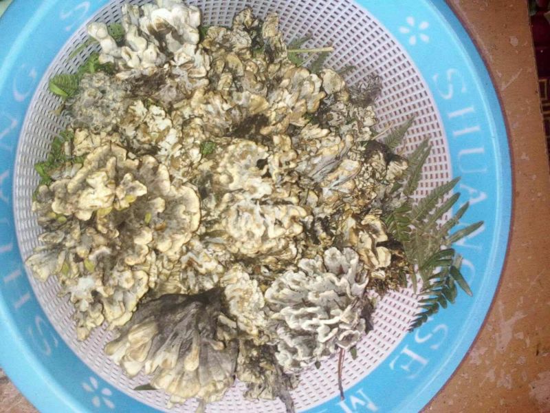 干巴菌特级