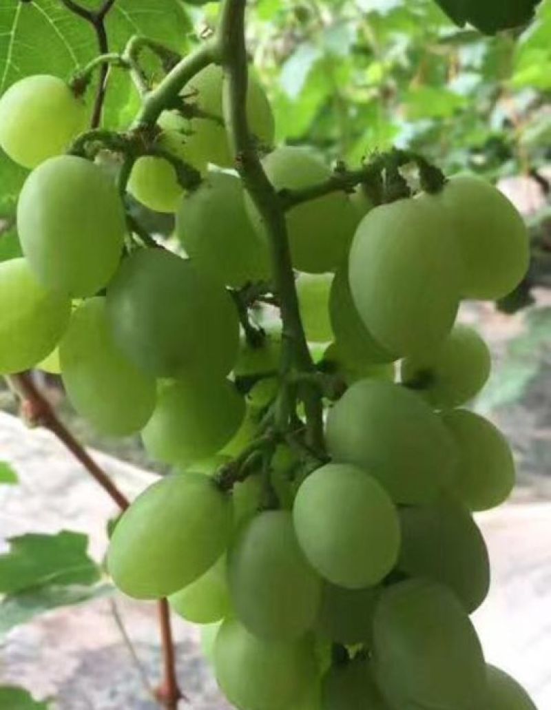 巨峰葡萄苗夏黑甜蜜蓝宝石浪漫红颜葡萄苗阳光玫瑰葡萄苗
