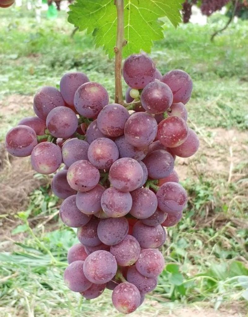 巨峰葡萄苗夏黑甜蜜蓝宝石浪漫红颜葡萄苗阳光玫瑰葡萄苗