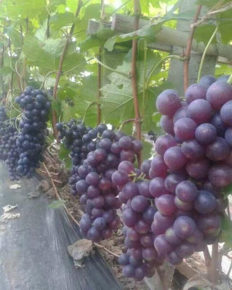红提葡萄苗30cm以下1年