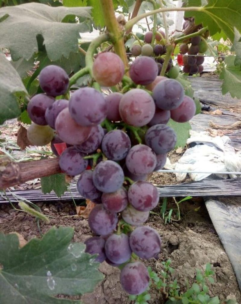 红提葡萄苗30cm以下1年