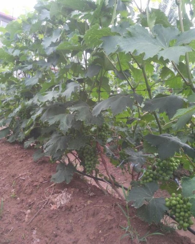 巨峰葡萄苗80～110公分口感酸爽