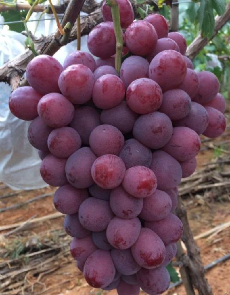 巨峰葡萄苗80～110公分口感酸爽