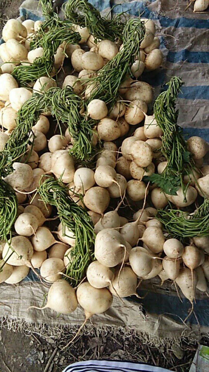 豆薯500~1000g