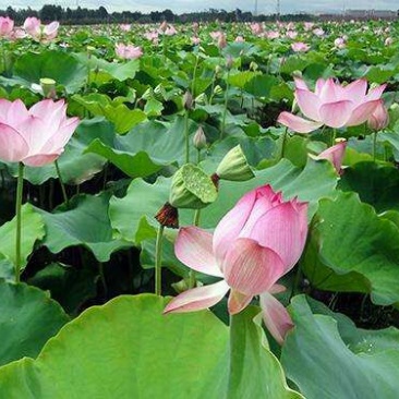 莲藕种苗食用莲藕种苗水田高产蔬菜莲藕种根深浅水粉脆莲藕