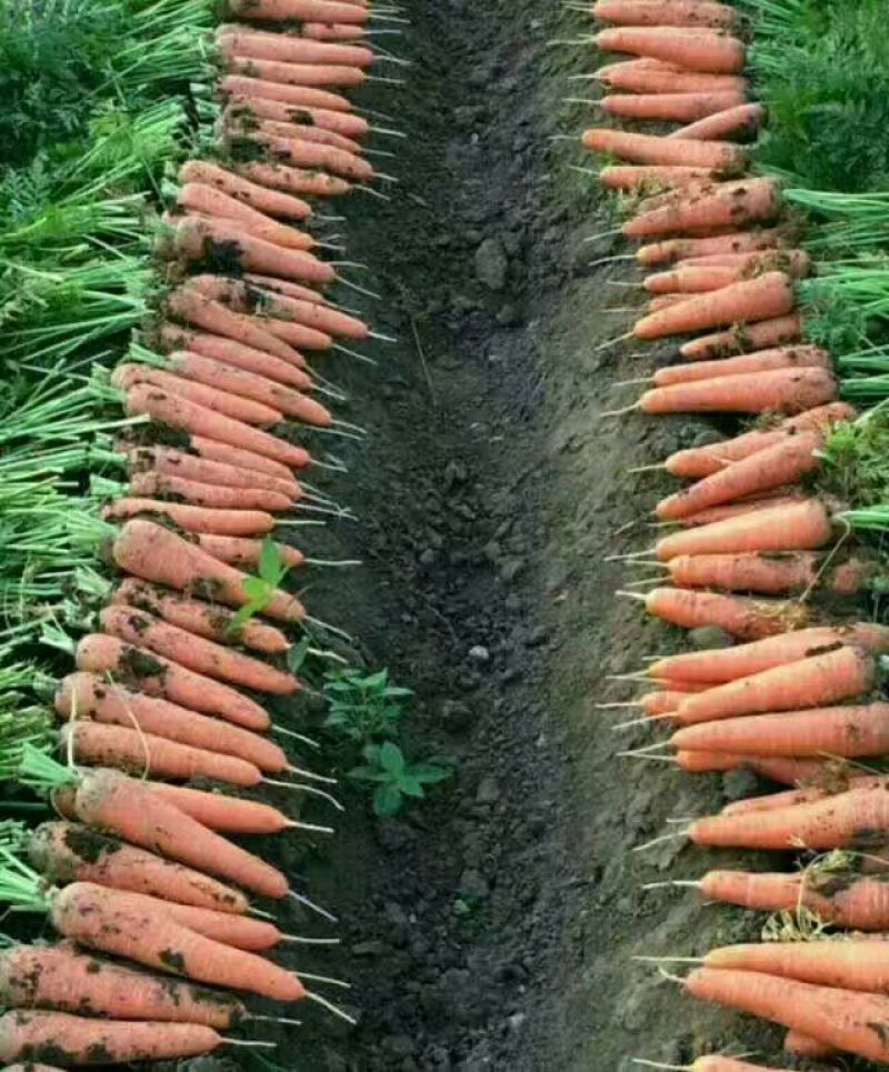 胡萝卜种子