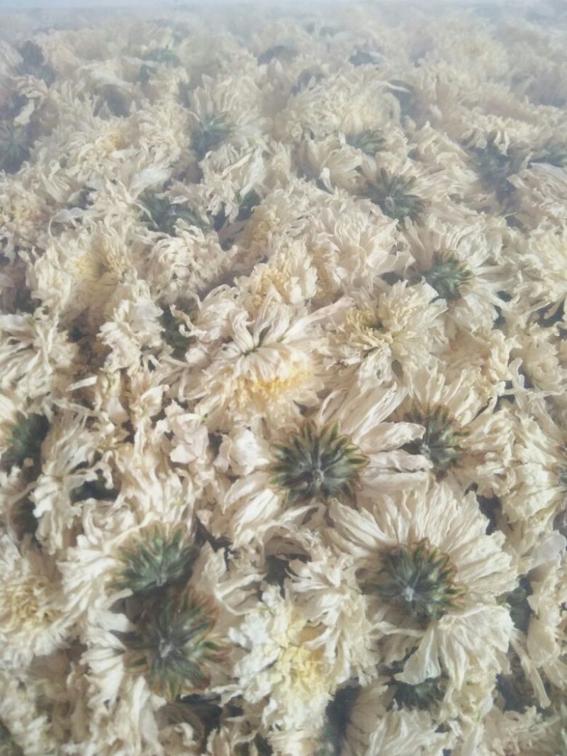 菊花茶特级