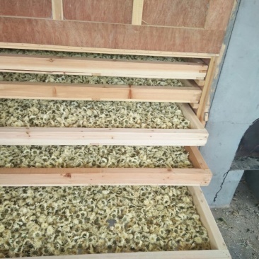 菊花茶特级