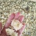菊花茶特级