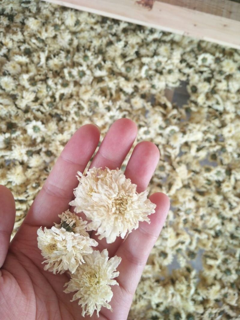菊花茶特级
