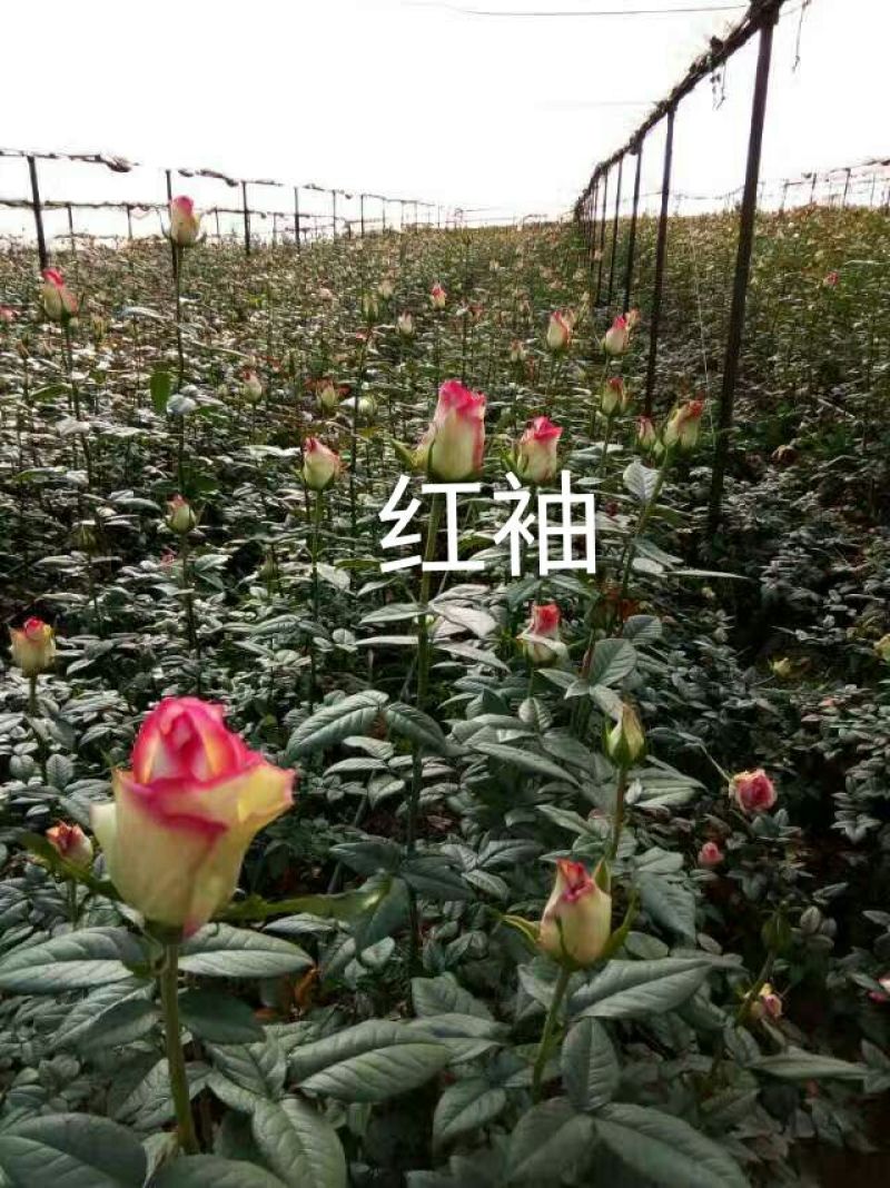 丰花月季苗10cm以下