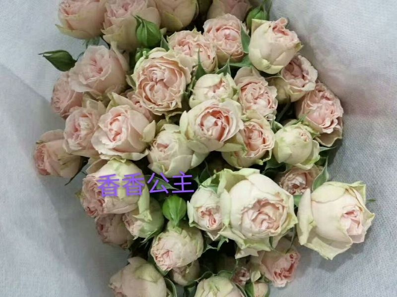丰花月季苗10cm以下