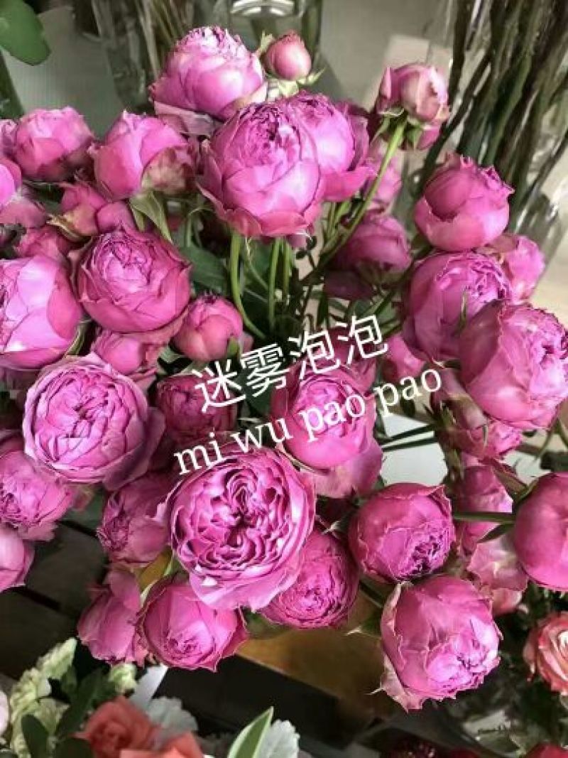 丰花月季苗10cm以下