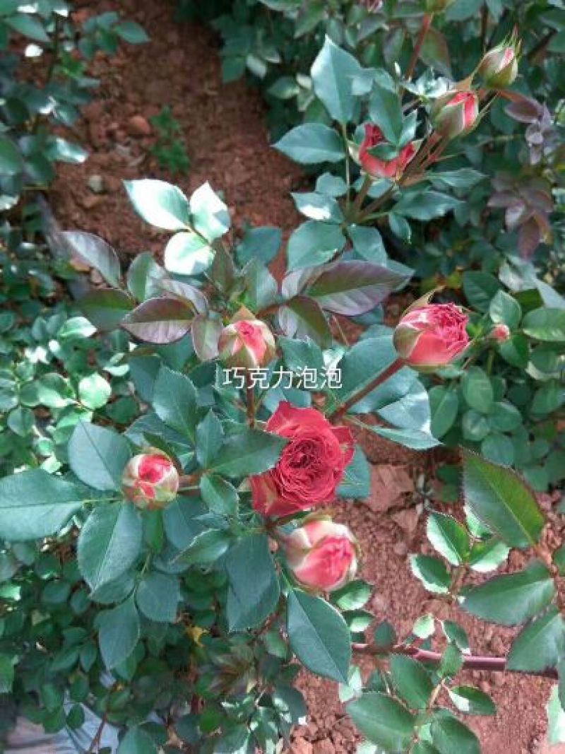 丰花月季苗10cm以下