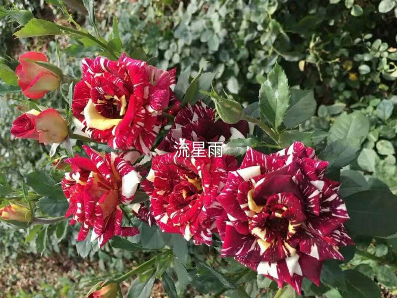 丰花月季苗10cm以下