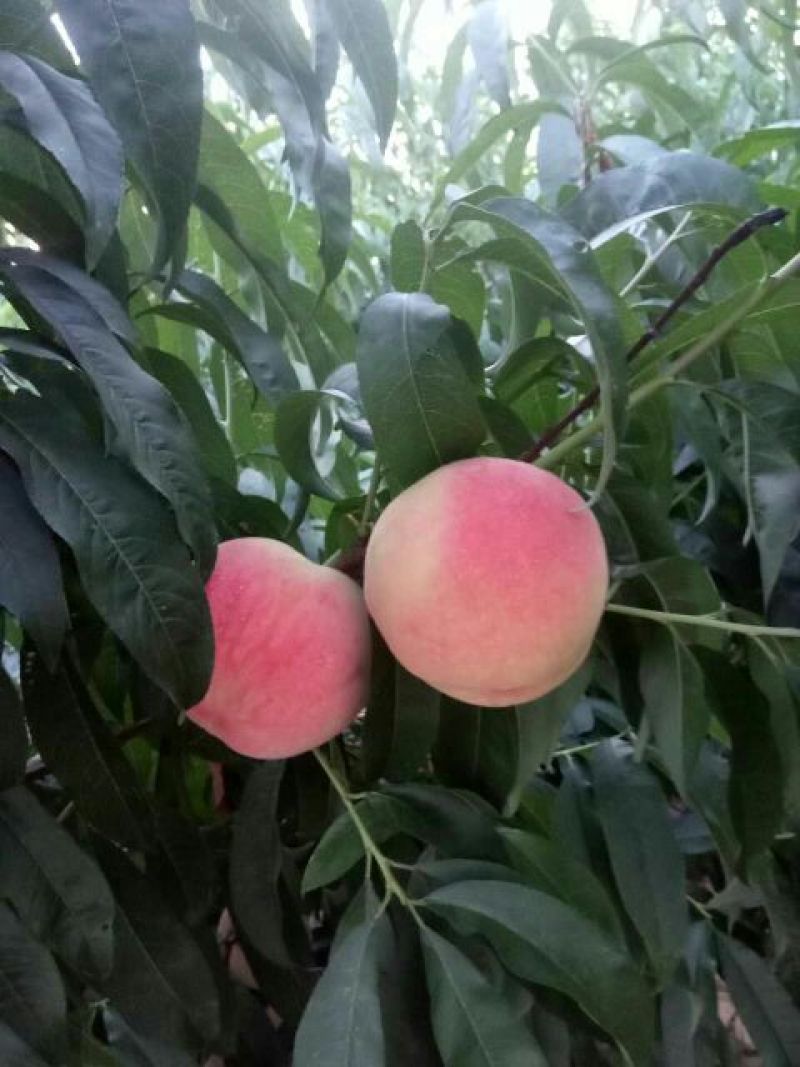 水蜜桃80mm以上