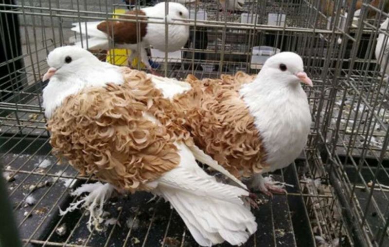 芙蓉鸽极品芙蓉鸽