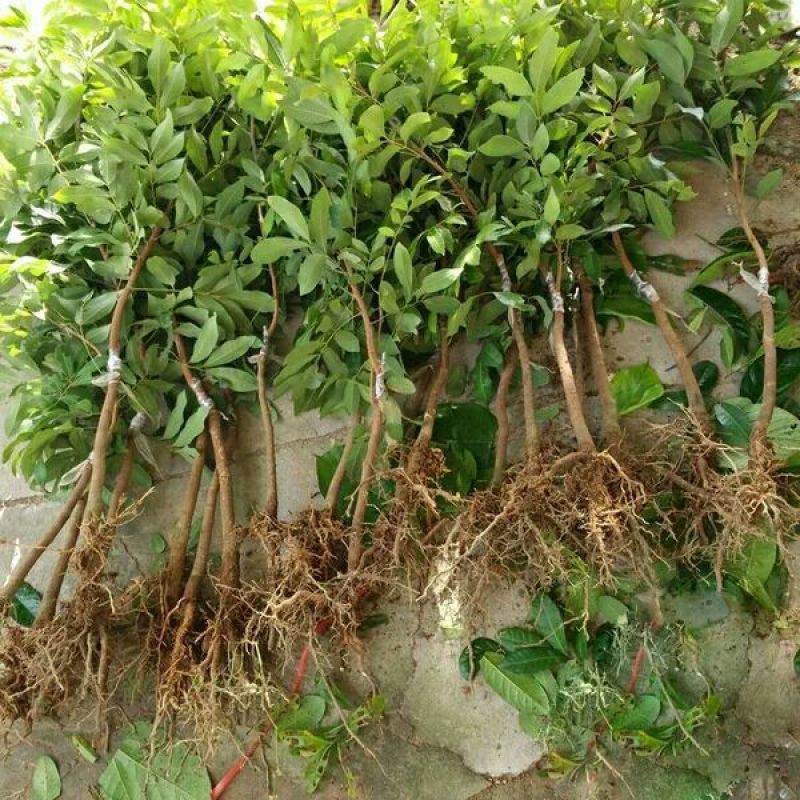 龙眼树苗20~30cm