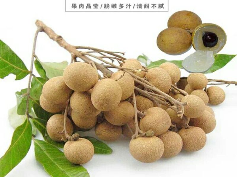 龙眼树苗20~30cm