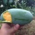芒果苗1m以下