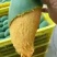 芒果苗1m以下