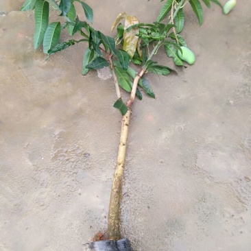芒果苗1m以下