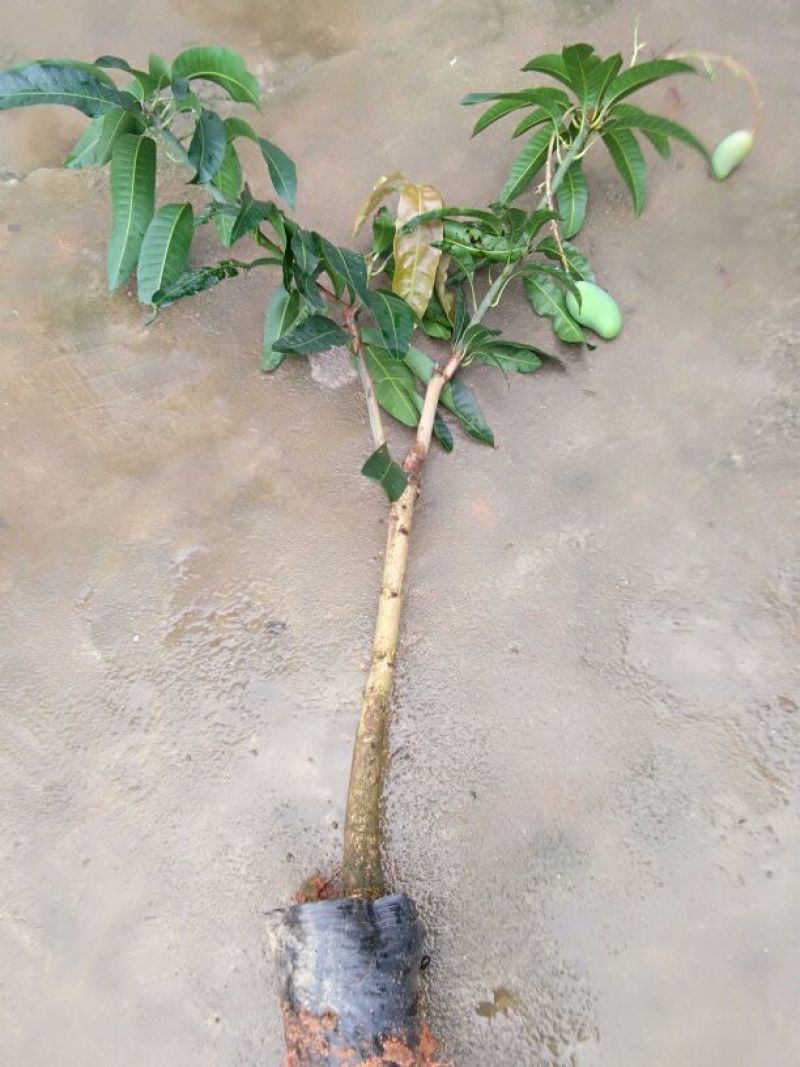 芒果苗1m以下
