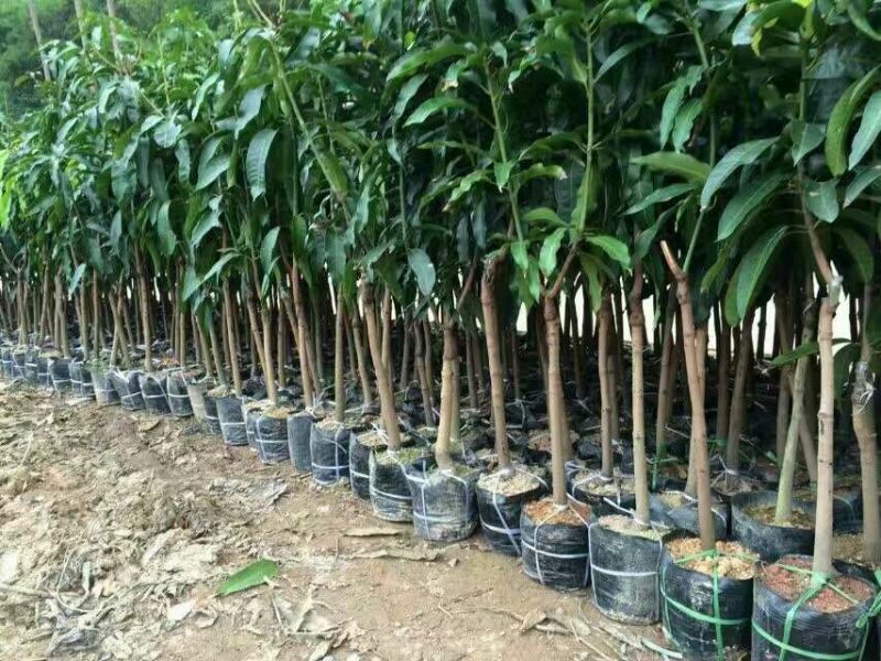 芒果苗1m以下