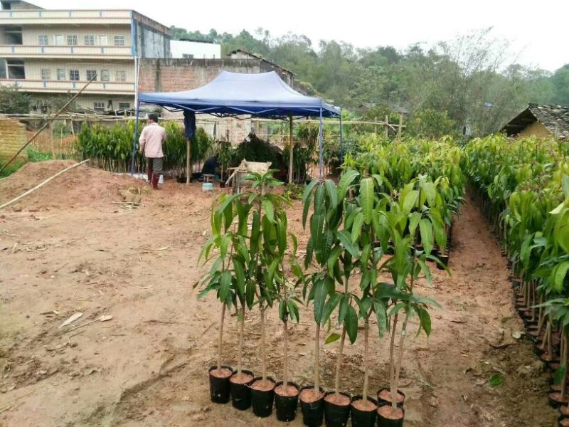 芒果苗1m以下