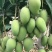 芒果苗1m以下