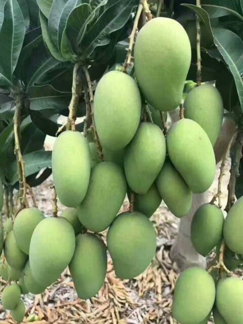 芒果苗1m以下