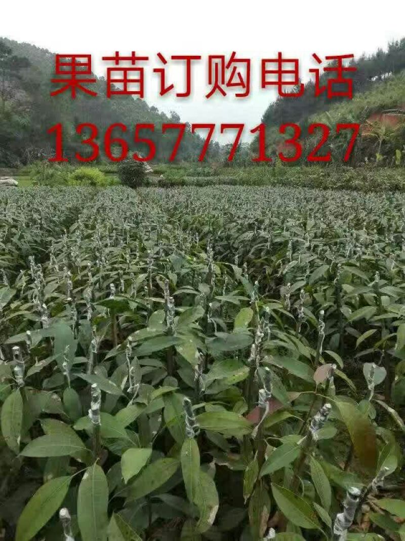 芒果苗1m以下