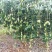 芒果苗1m以下