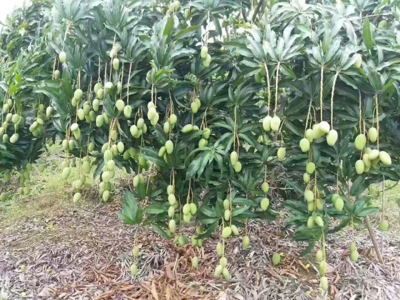 芒果苗1m以下