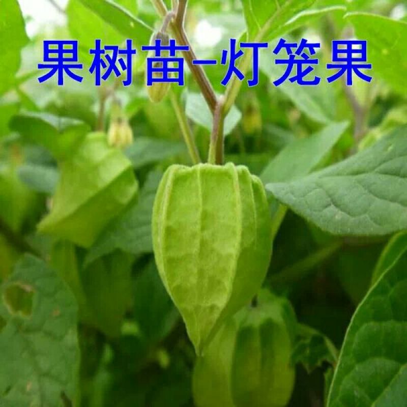 灯笼果苗