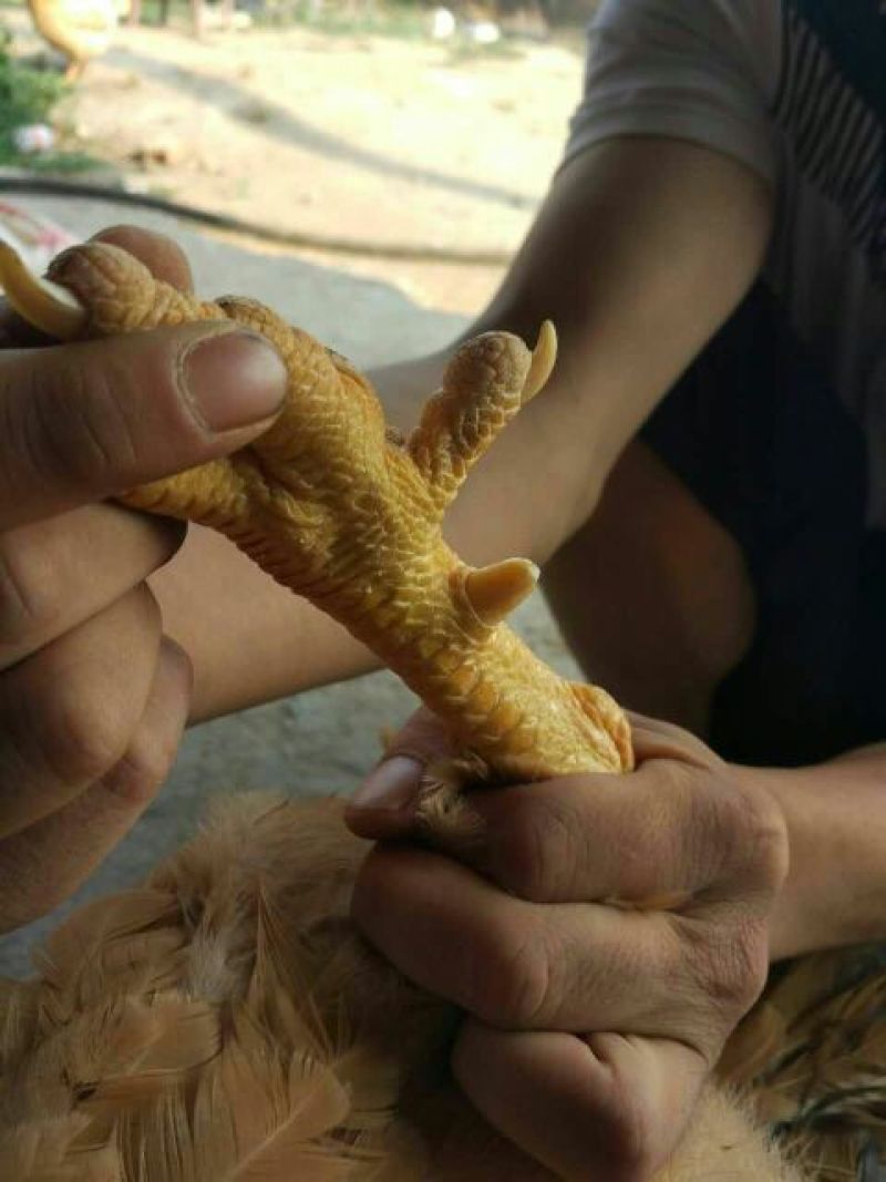 古典鸡