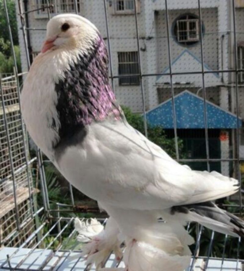 球胸鸽正宗球胸鸽