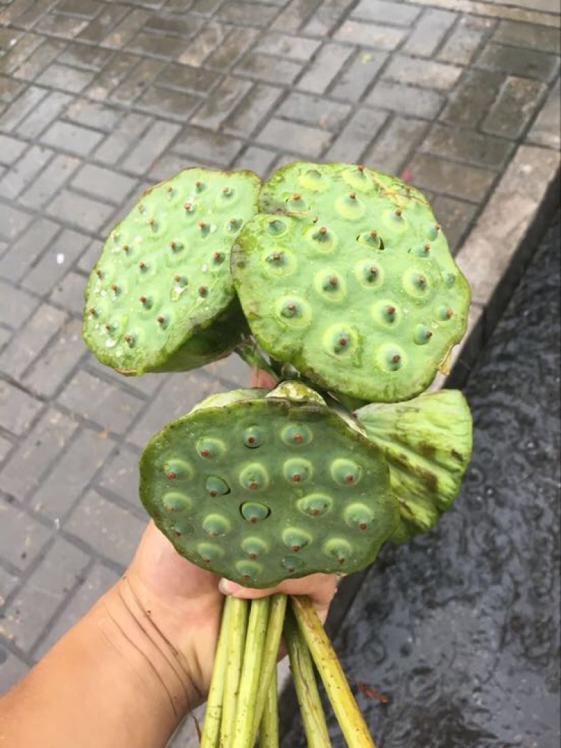 莲蓬8cm以上