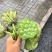 莲蓬8cm以上