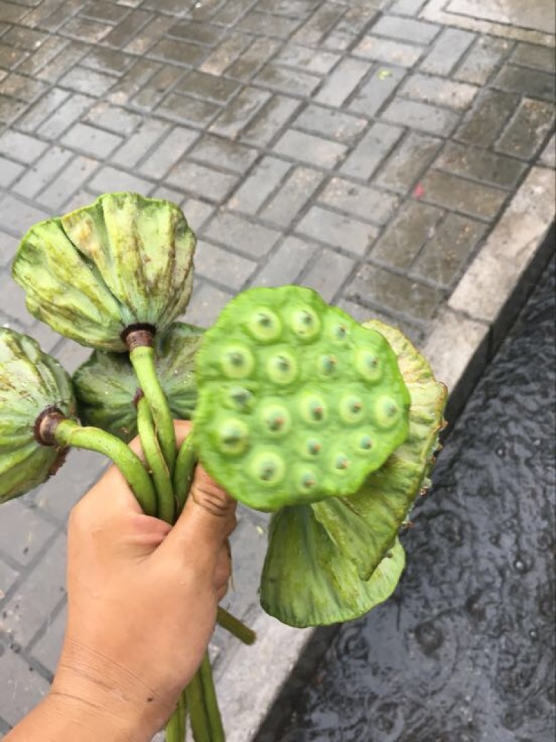 莲蓬8cm以上