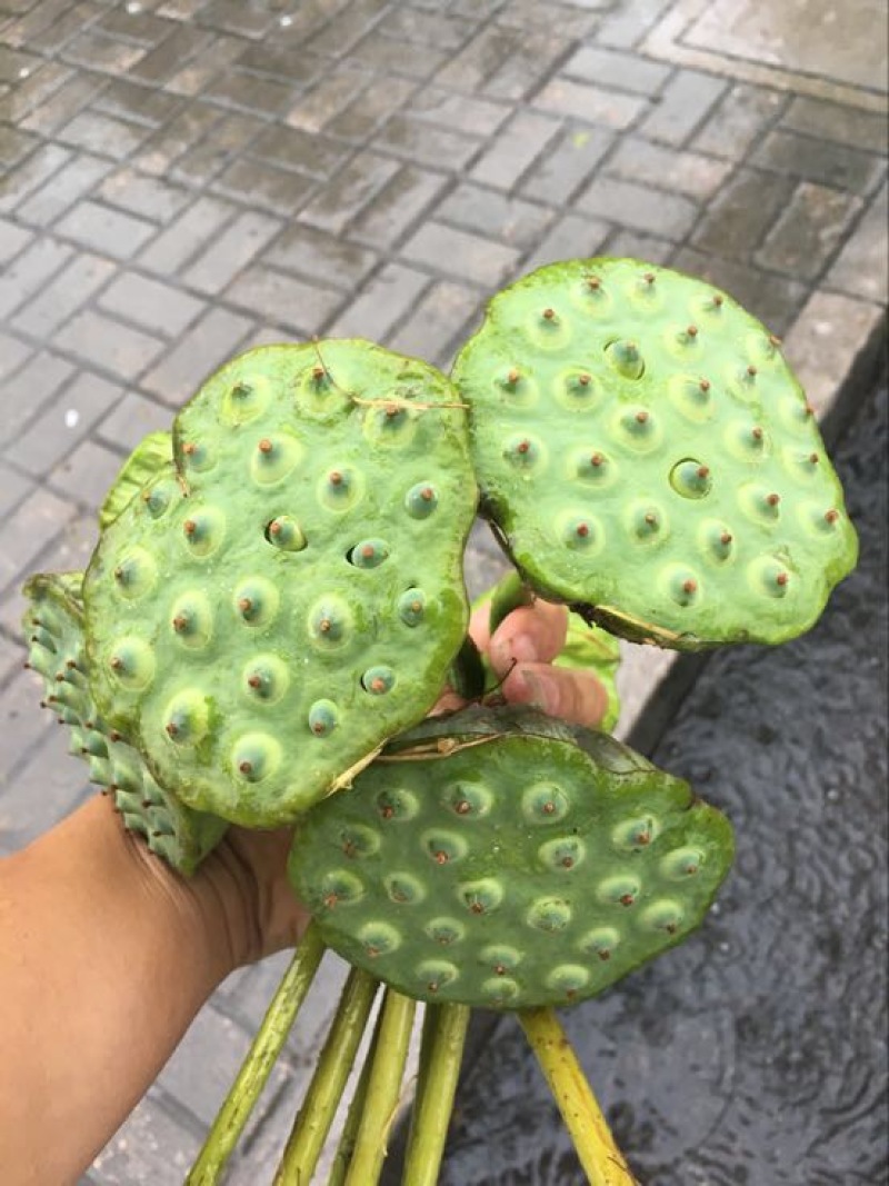 莲蓬8cm以上