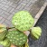 莲蓬8cm以上