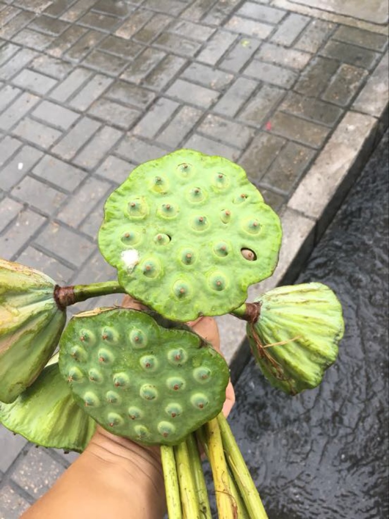 莲蓬8cm以上