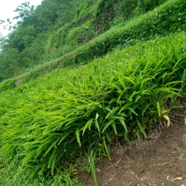 砂仁苗