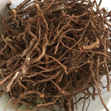 茜草