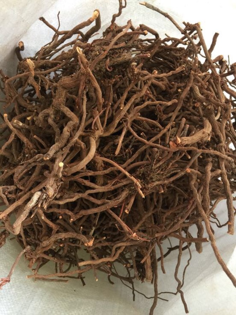 茜草