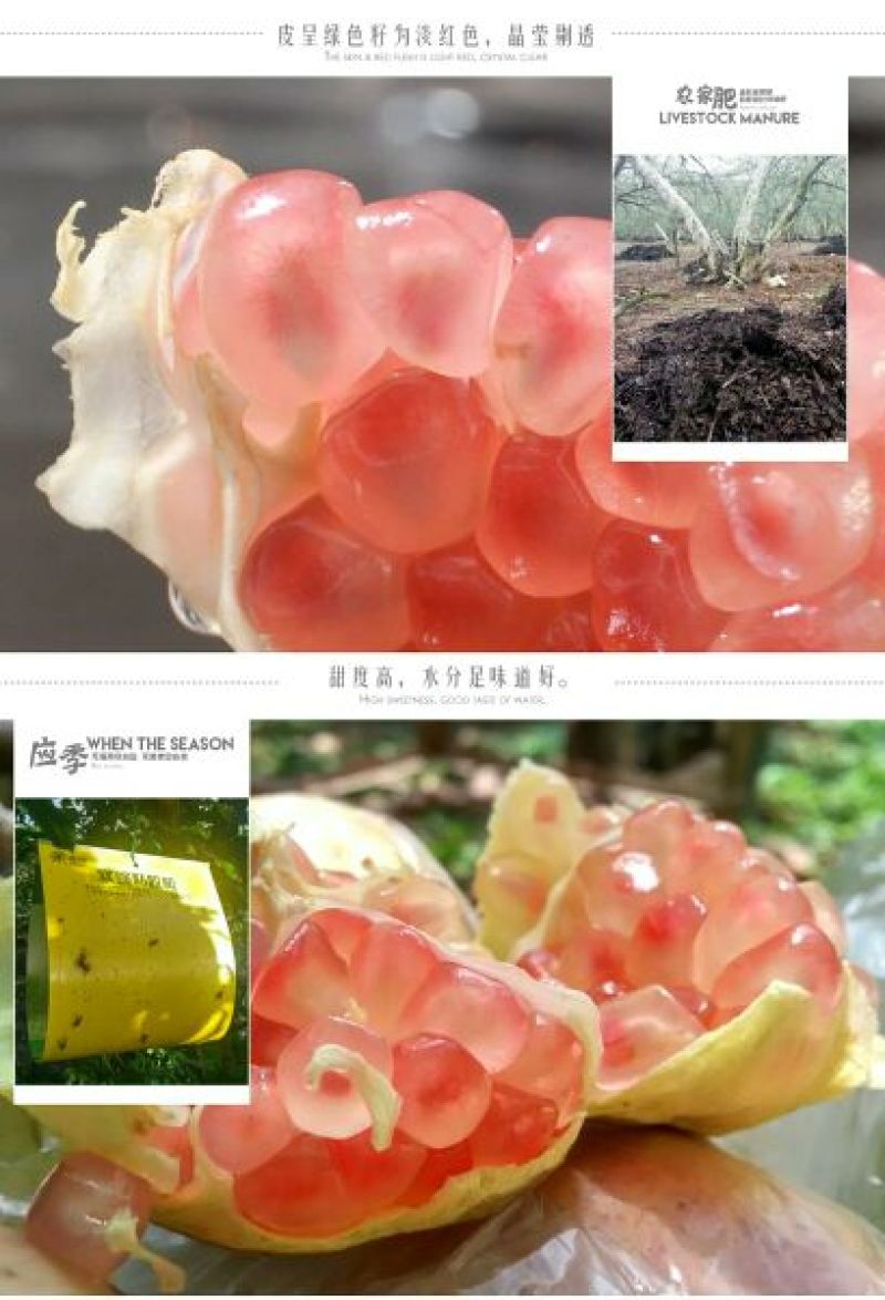 石榴6两~8两