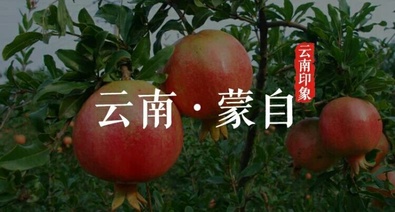 石榴6两~8两