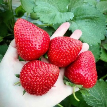 美十三草莓苗20到30公分提供种植技术