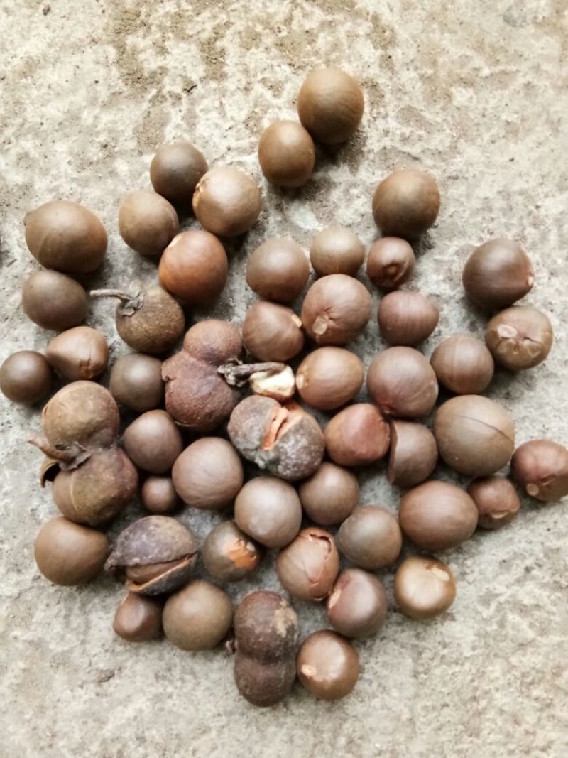 茶叶籽，优质品种茶叶种子95%以上，出油率高